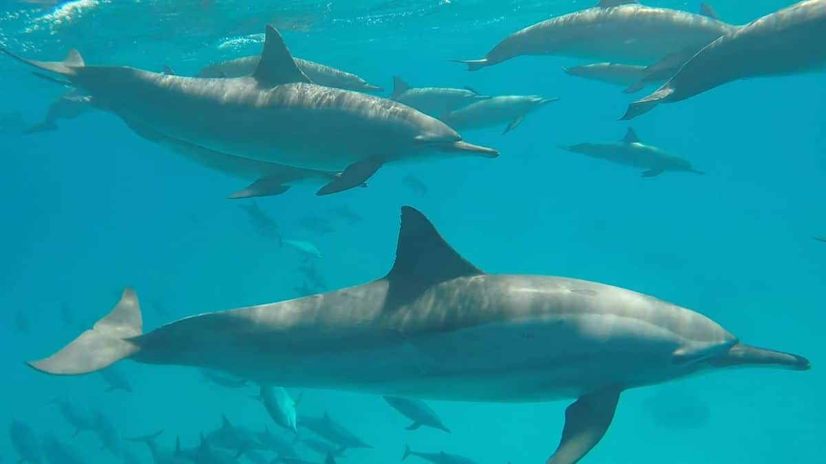 Marsa Alam Diving Guide: Dolphin House & Best Reefs